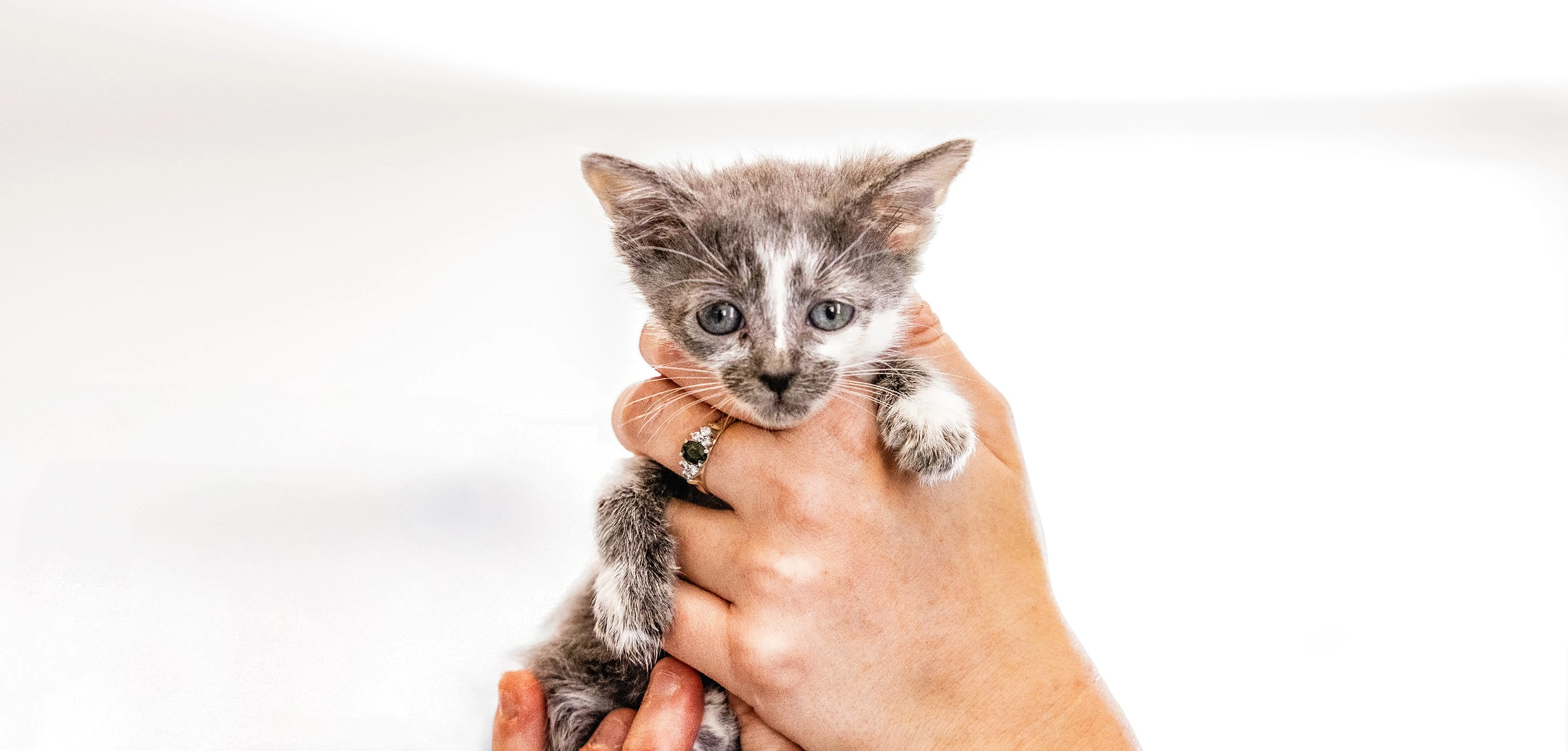 Kittens
