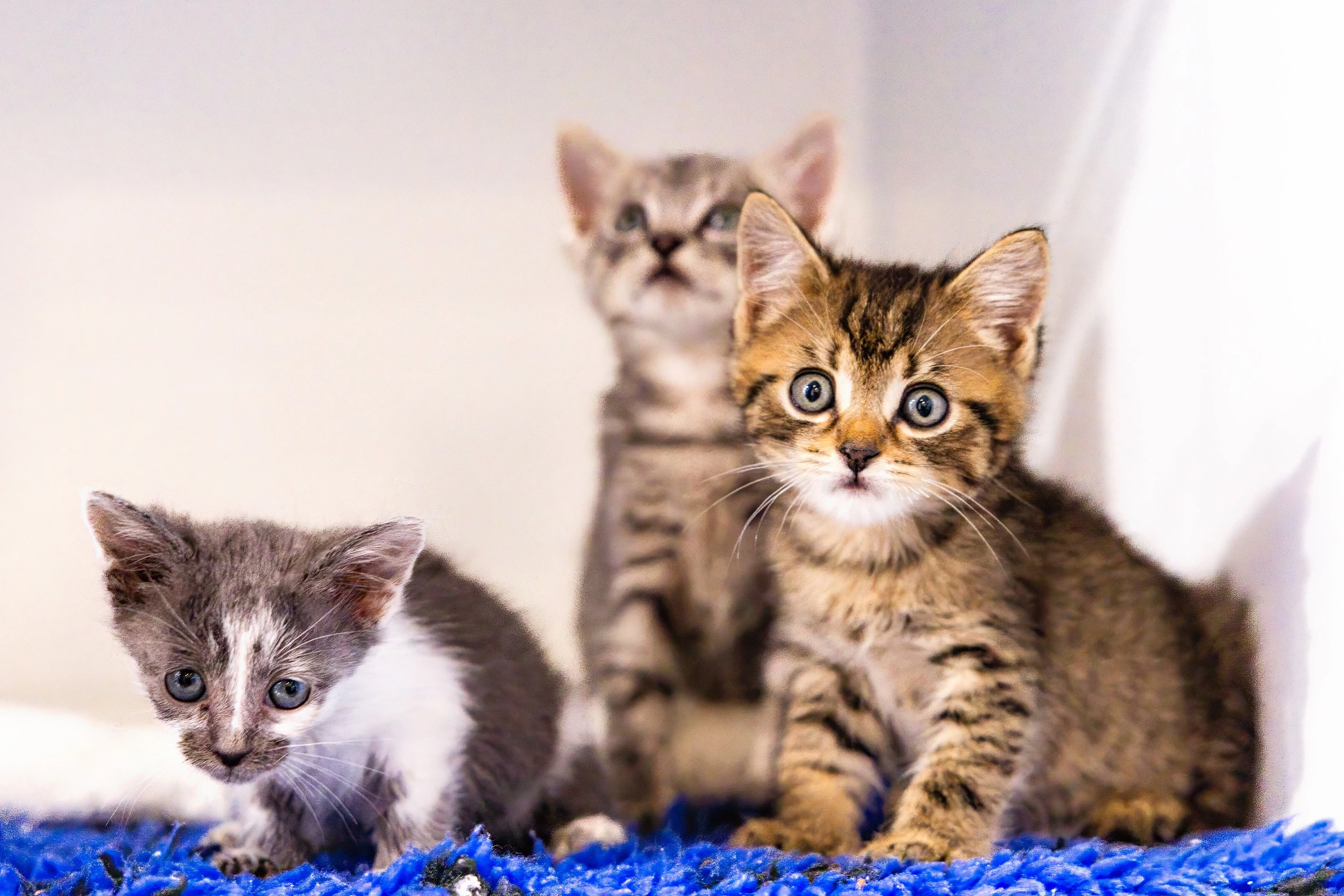 Parasite Prevention Care