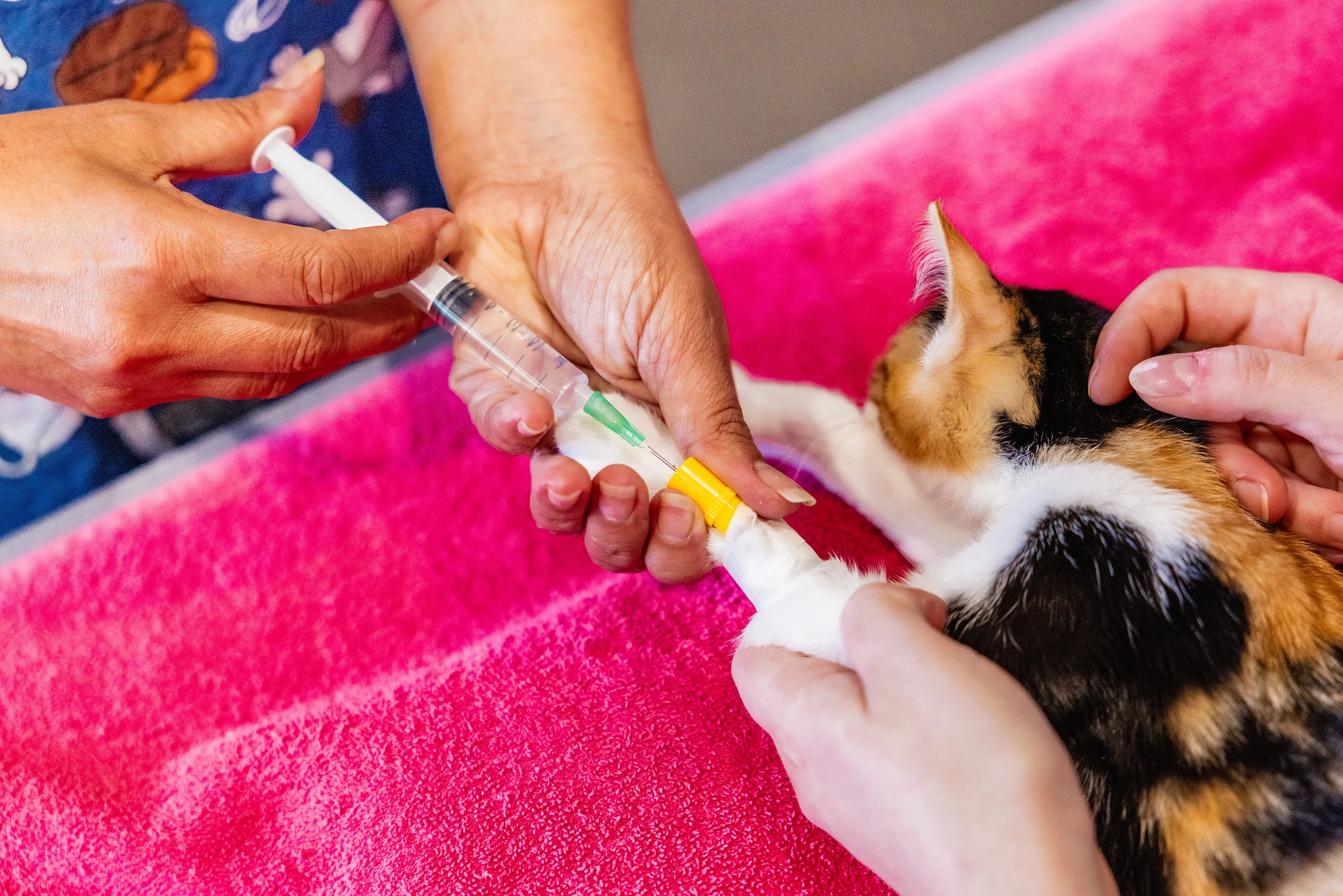 Abscess Drainage & Wound Repairs