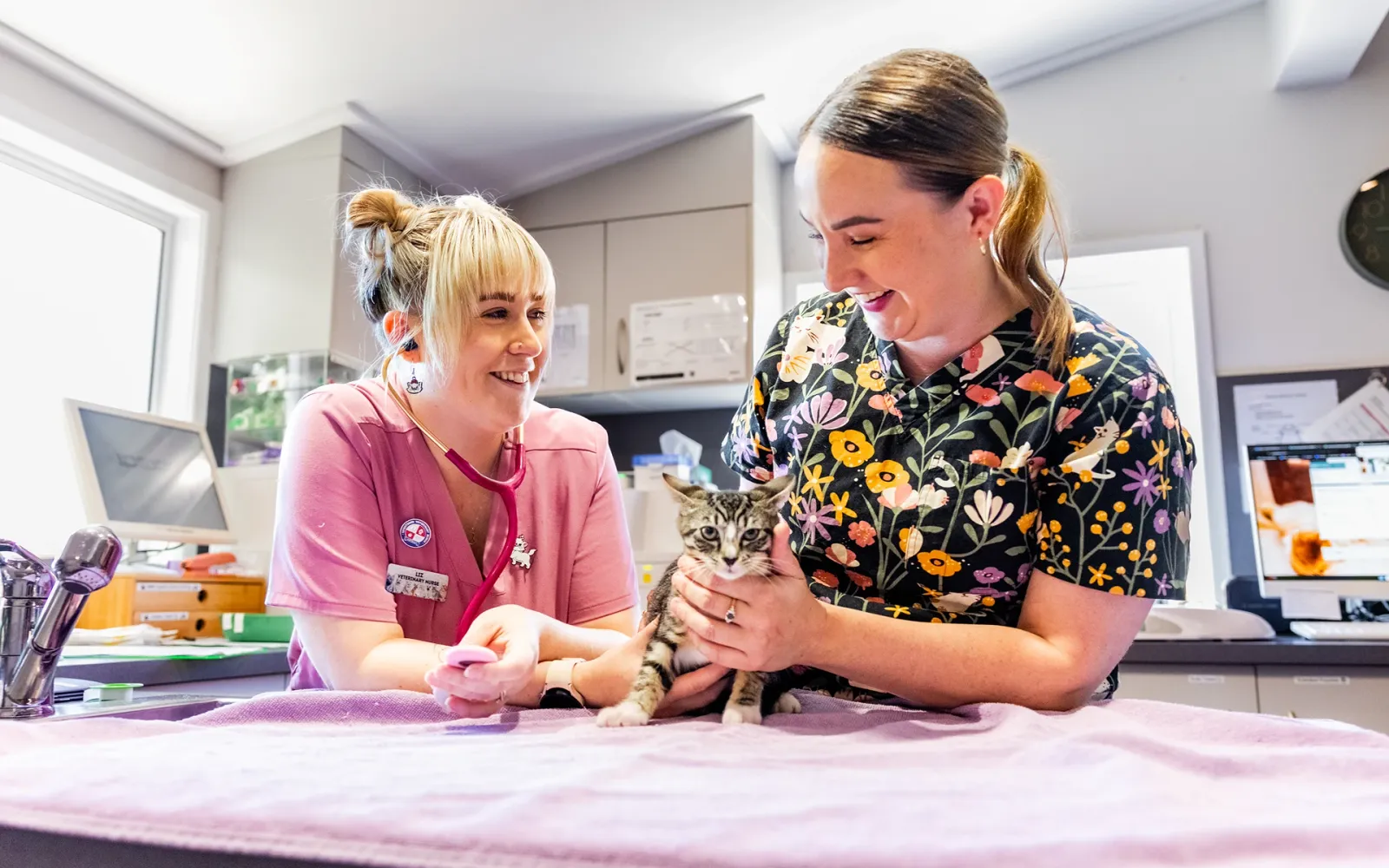 Get your cat vaccinated to help with their health Image