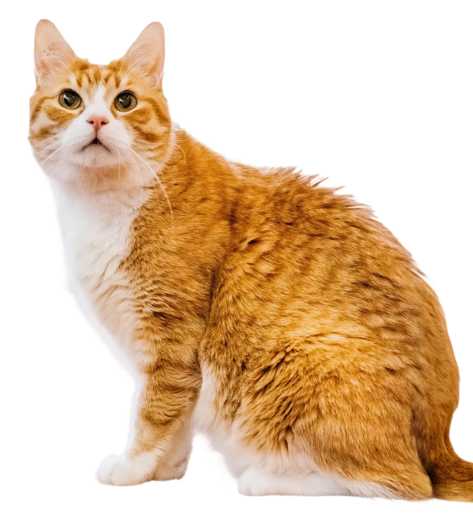 North Queensland’s <br />Only Cat Clinic <span>—</span> Where your Feline is our Family Image