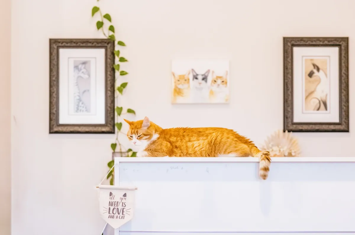 Book your senior cat in today Image